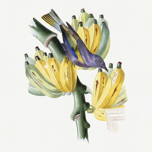 Bird on Banana Bunch Illustration