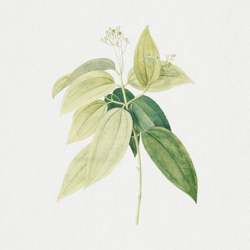 Botanical Illustration of Cinnamon Plant Leaves and Flowers