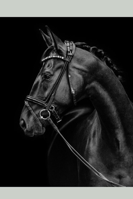 Elegant Black Horse Portrait with Diamond Bridle