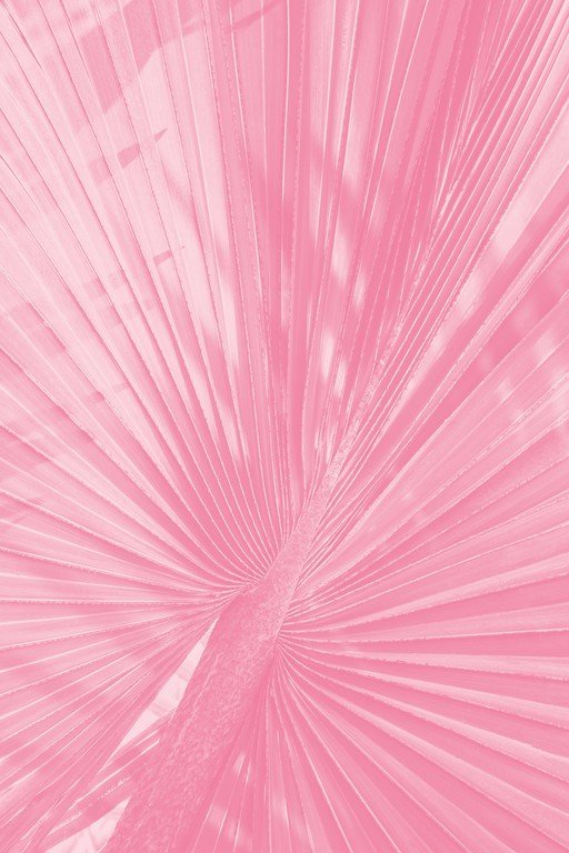 Pink Palm Frond Abstract