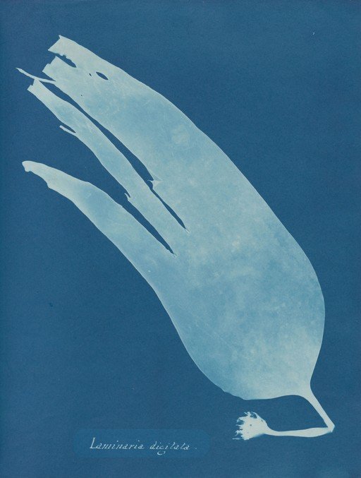 Cyanotype of Digitata Kelp