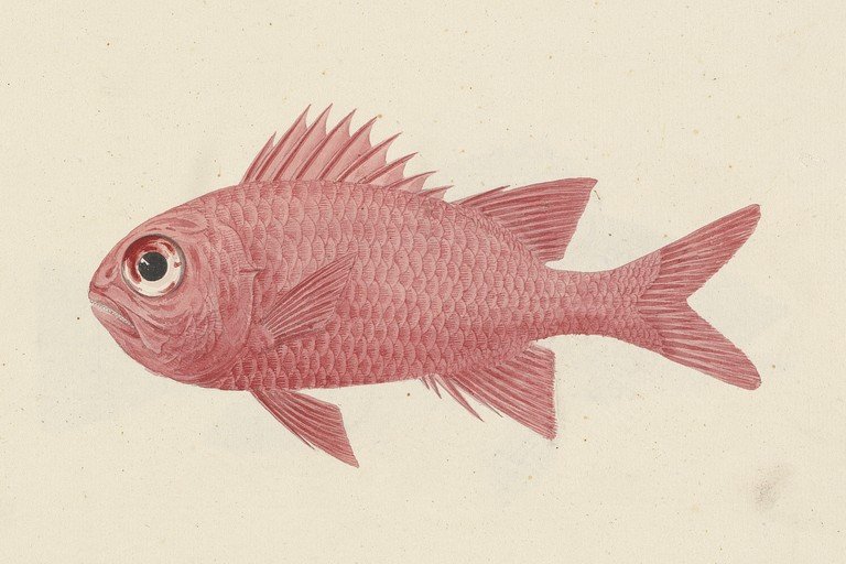 Vintage Illustration of a Red Fish