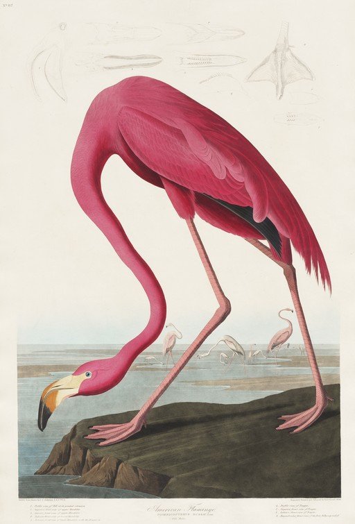 American Flamingo Illustration