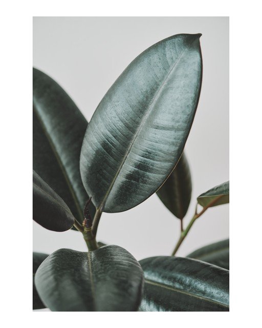 Close-up of Dark Green Rubber Plant Leaves