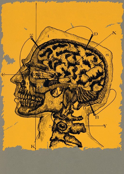 Anatomical Illustration of Human Head and Brain