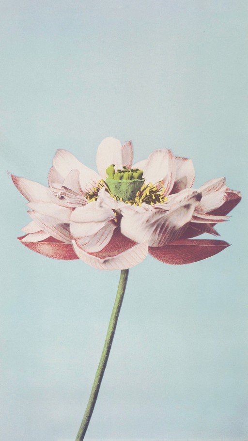 Delicate Pink Lotus Flower Against a Soft Blue Sky