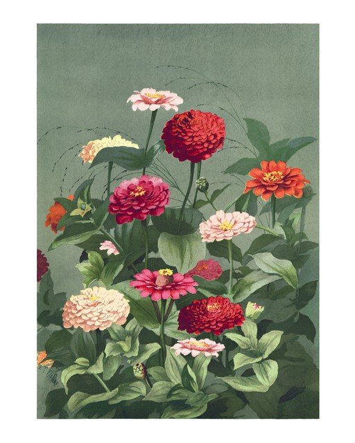 Vibrant Zinnias in a Lush Garden