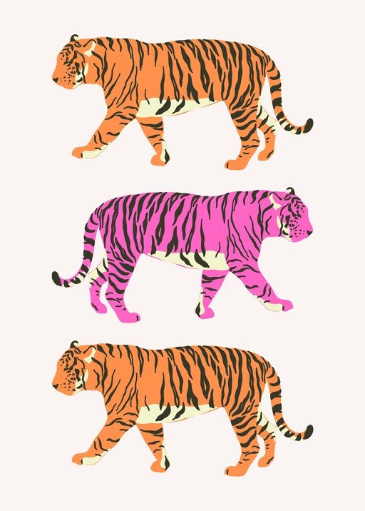 Three Tigers: Two Orange, One Pink, Walking
