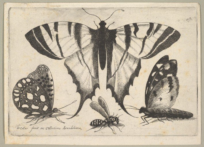 Engraving of Butterflies and a Wasp