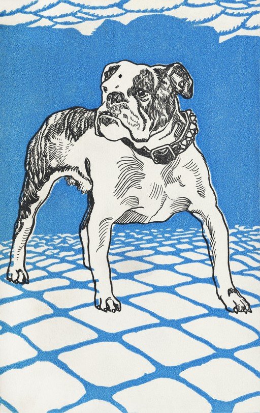 Bulldog Standing on Paved Ground with Blue Sky