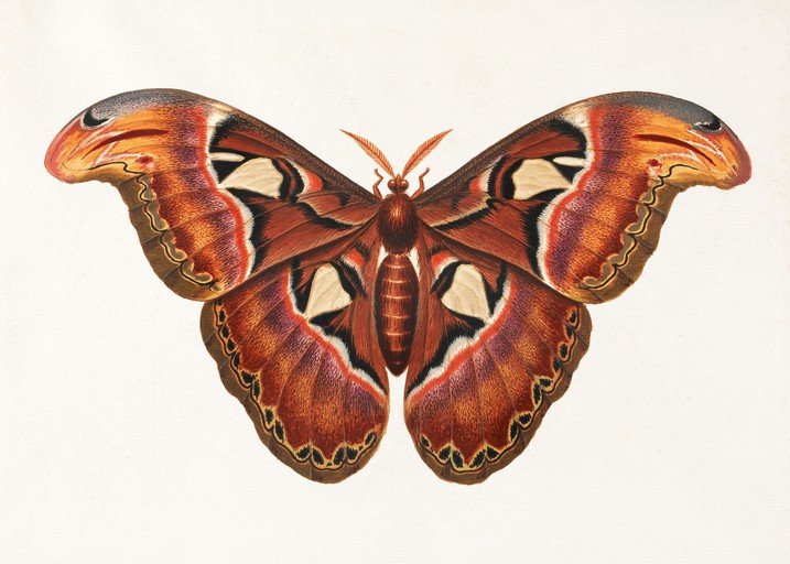 Atlas Moth Illustration