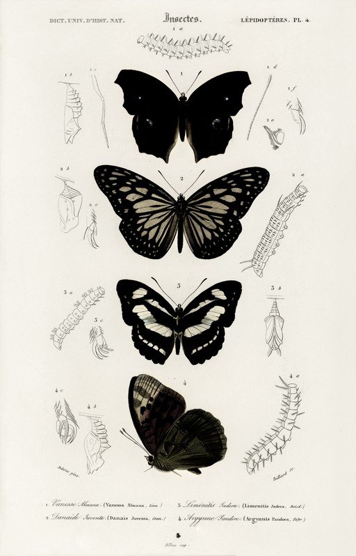 Vintage Entomological Illustration of Butterflies and Life Stages