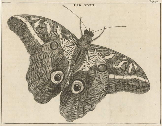 Detailed Engraving of a Large Butterfly