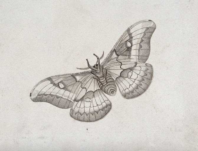 Detailed Illustration of a Moth