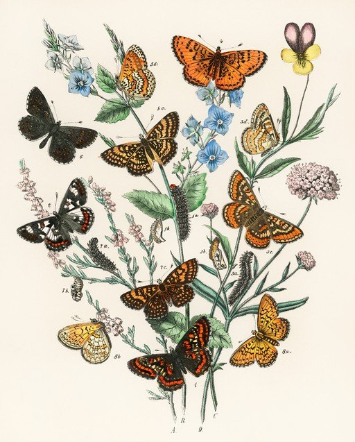 Vintage Butterfly and Botanical Illustration