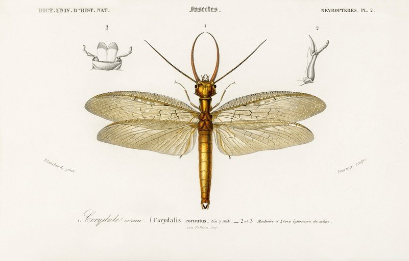 Illustration of Corydalus cornutus (Dobsonfly)