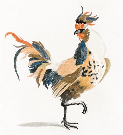 Ornate Rooster Illustration