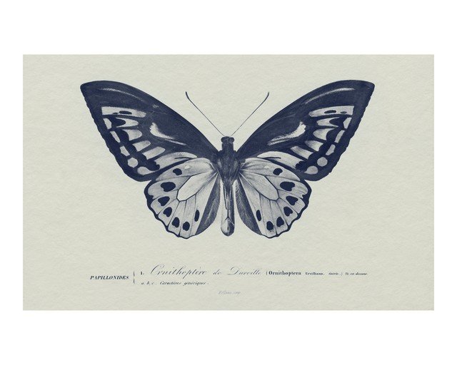 Vintage Ornithoptera Butterfly Illustration