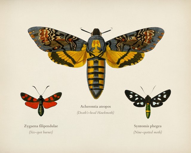 Illustration of Three Moths: Death's-head Hawk, Six-spot Burnet, and Nine-spotted Moth