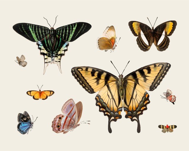 Collection of Vintage Butterfly Illustrations