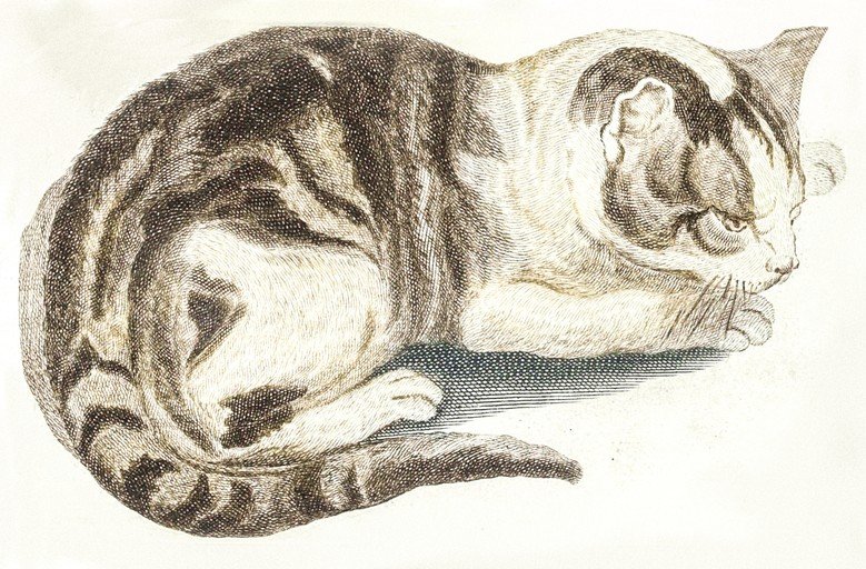 Vintage Illustration of a Tabby Cat Resting