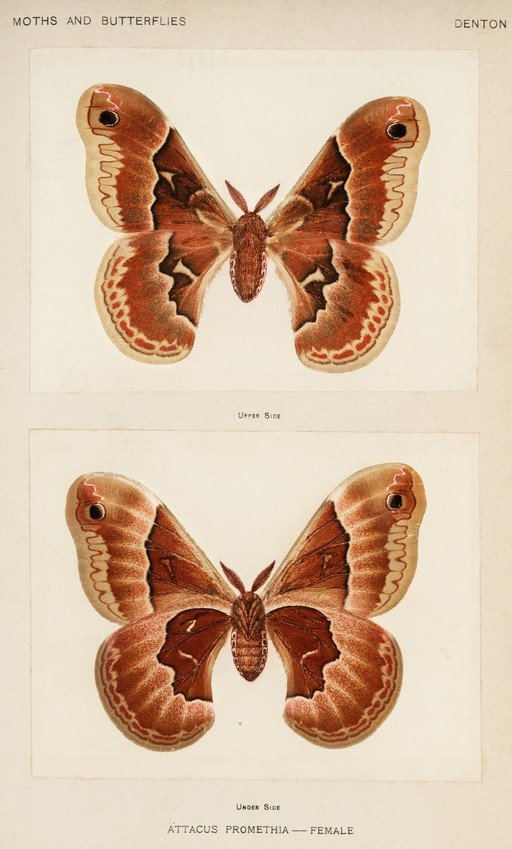 Attacus Promethia Moth - Female, Upper and Under Sides