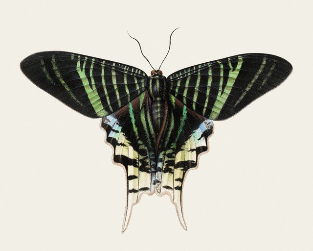 Illustration of a Striped Butterfly