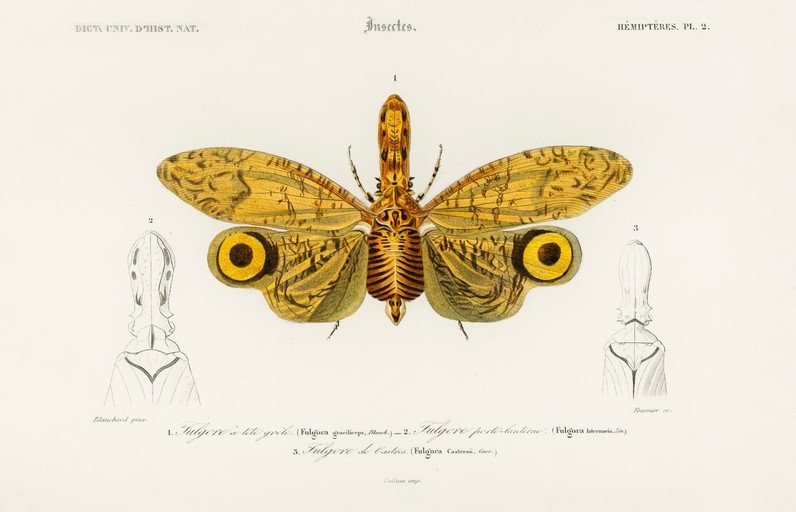 Vintage Illustration of Lanternflies (Fulgora)