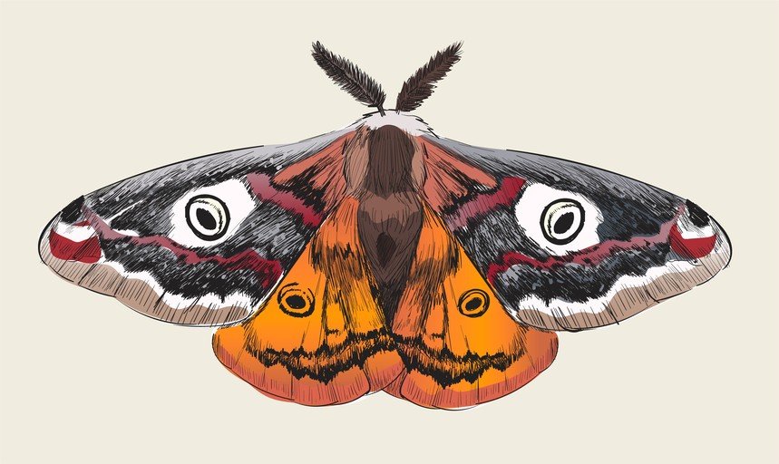 Detailed Illustration of a Colorful Moth