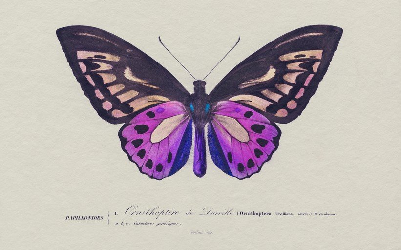 Ornithoptera de Darville Butterfly Illustration