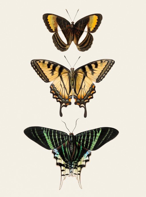 Vintage Butterfly Illustrations