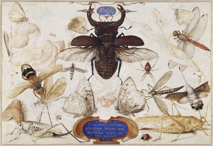 Detailed Insect and Butterfly Study with Latin Inscription