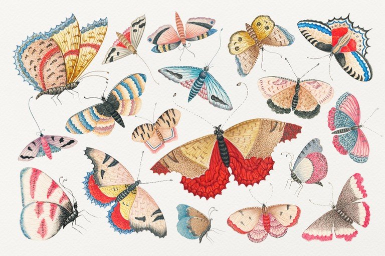 Vintage Butterfly Illustrations