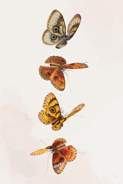 Vintage Butterfly Illustrations