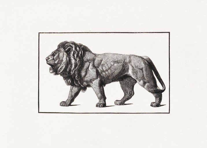 Detailed Engraving of a Majestic Lion