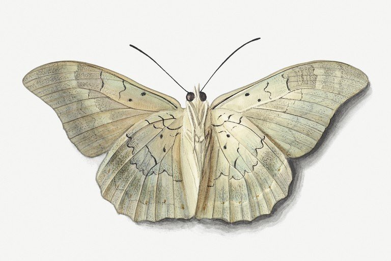Vintage Illustration of a Pale Butterfly
