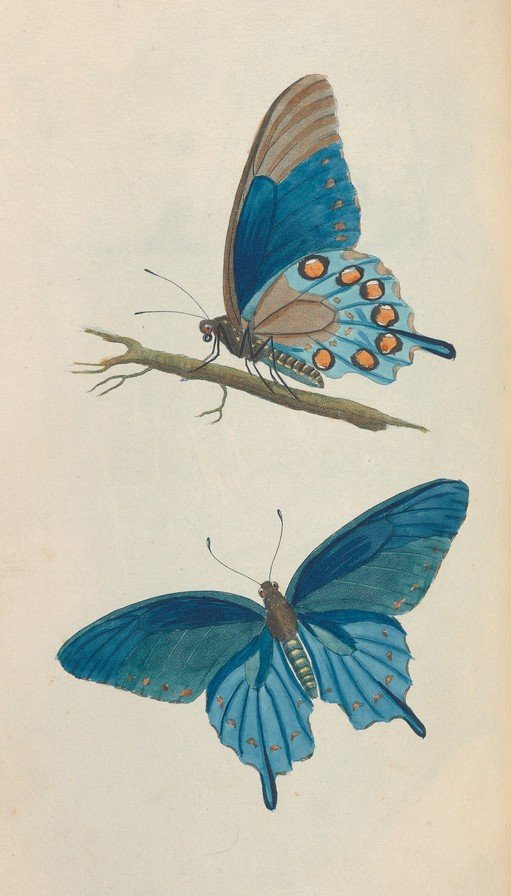 Two Blue Butterflies on a Branch