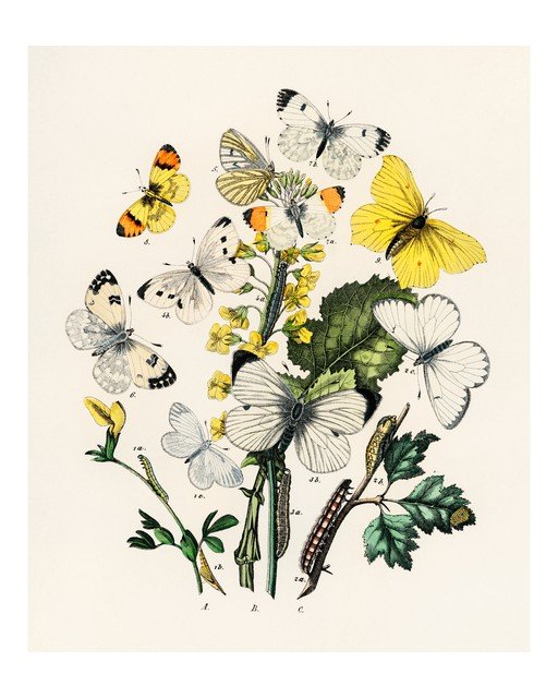 Vintage Butterfly and Caterpillar Illustration