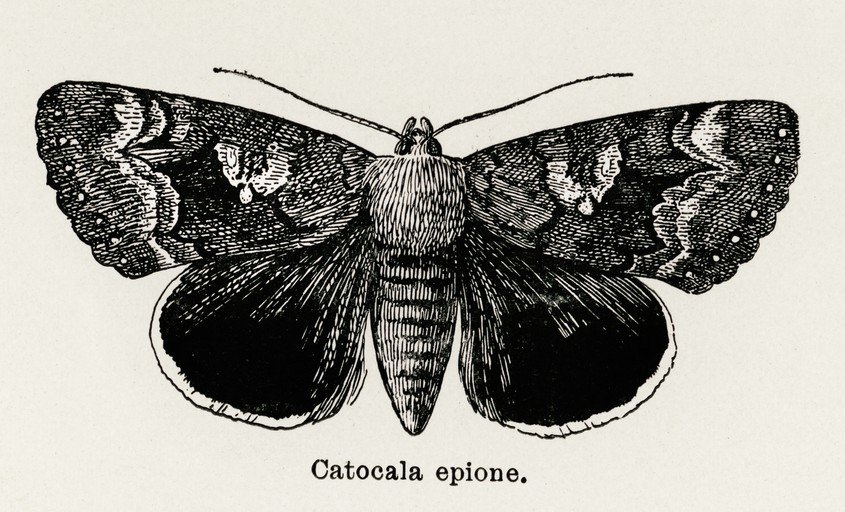 Vintage Illustration of Catocala epione Moth