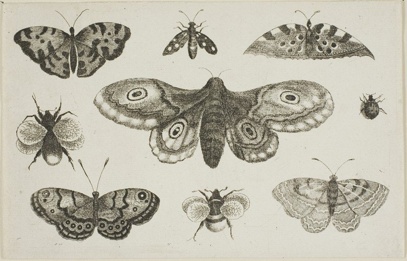 Engraving of Various Moths, Butterflies, and Insects
