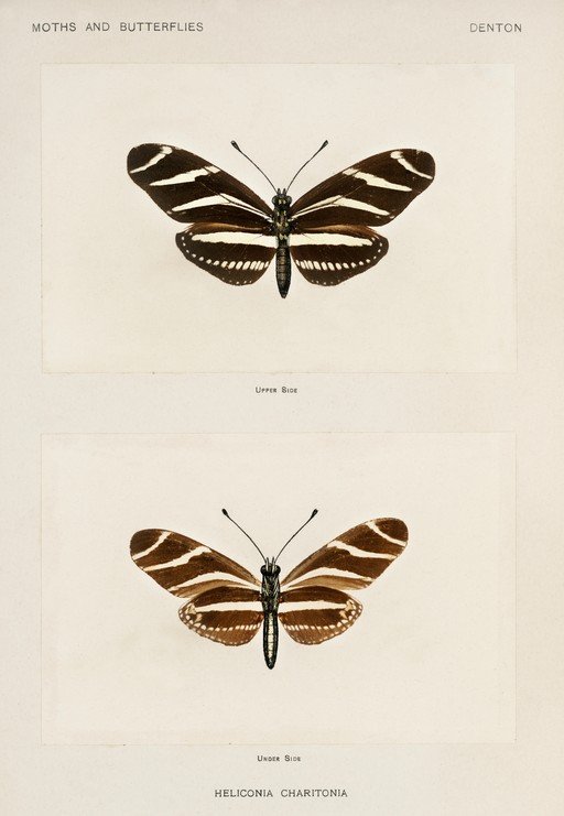 Heliconia Charitonius Butterfly: Upper and Under Sides
