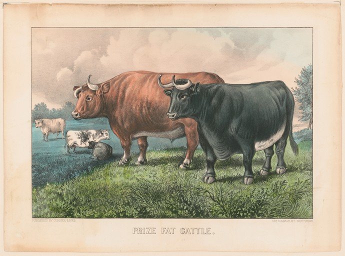 Prize Fat Cattle Illustration