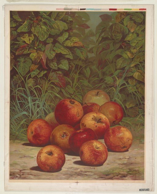 Still Life of Apples in a Garden Setting