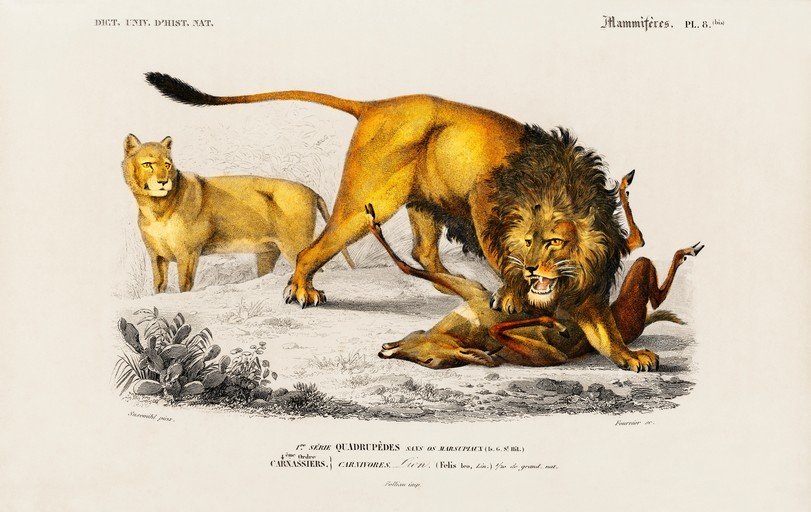 Lion and Lioness Hunting a Gazelle