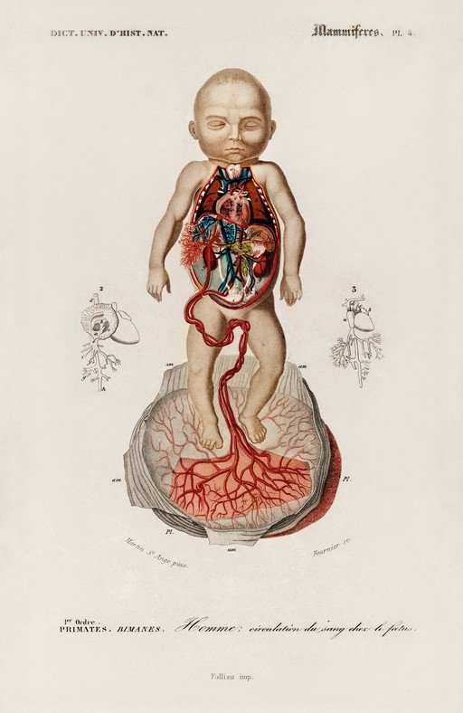 Fetal Circulation: Anatomical Illustration of a Baby's Circulatory System