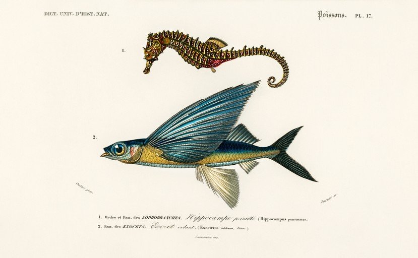 Vintage Illustration of Seahorse and Flying Fish