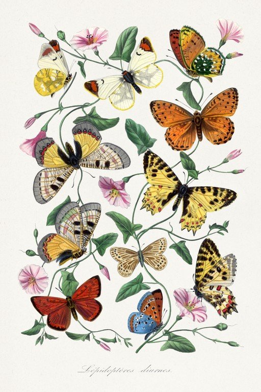 Vintage Butterfly and Bindweed Illustration