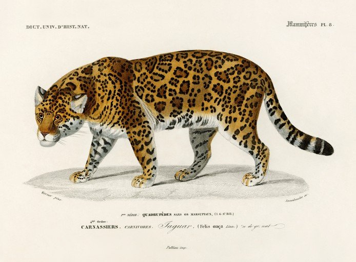 Vintage Illustration of a Jaguar