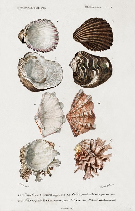 Vintage Illustration of Eight Mollusk Shells