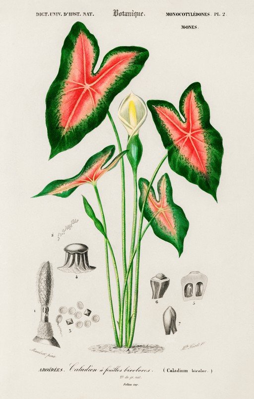 Botanical Illustration of Caladium Bicolor